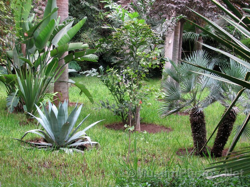 The Jadin Majorelle og the Majorelle Garden