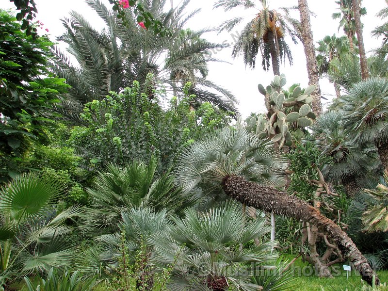 The Jadin Majorelle og the Majorelle Garden