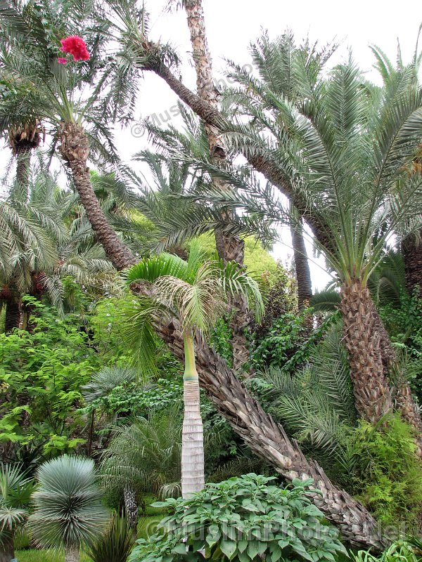 The Jadin Majorelle og the Majorelle Garden