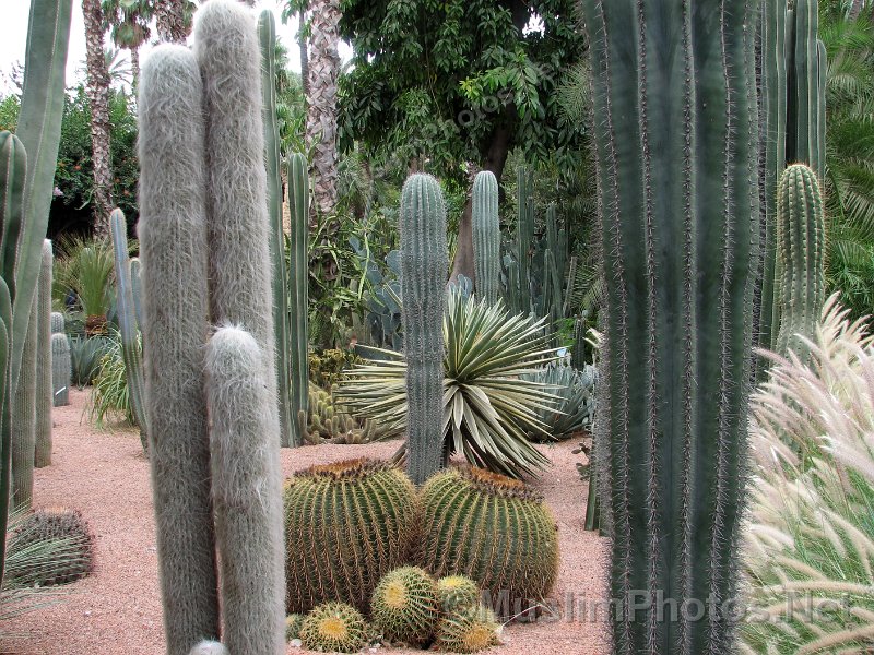 The Jadin Majorelle og the Majorelle Garden