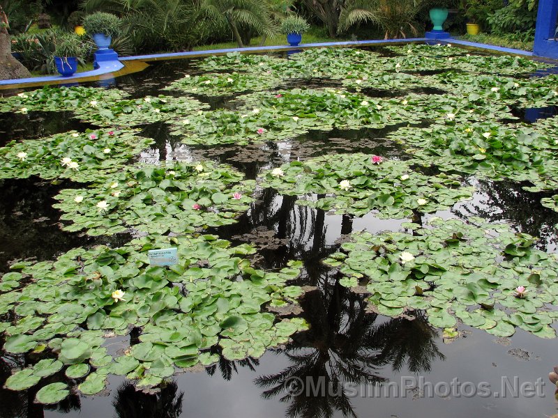 The Jadin Majorelle og the Majorelle Garden