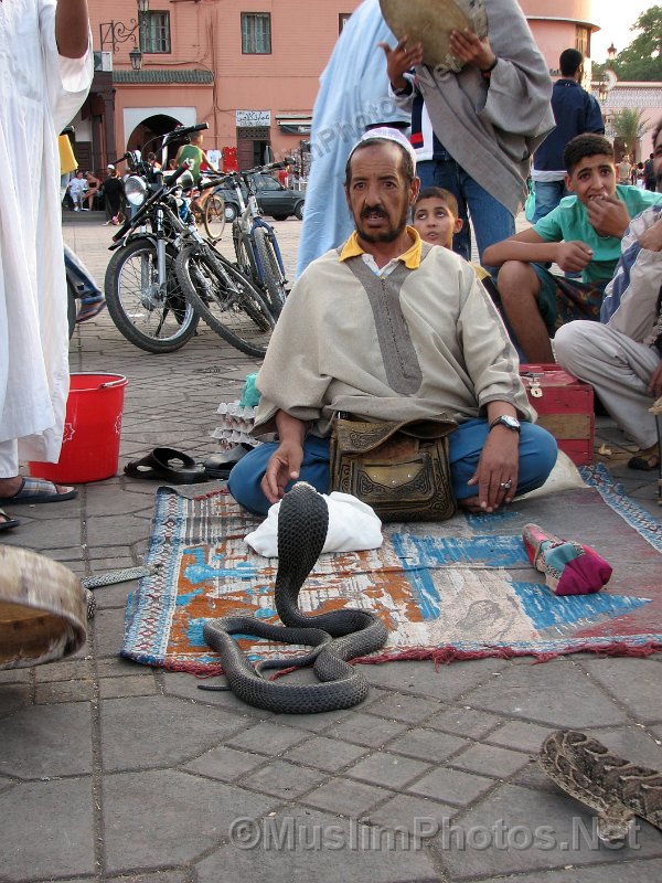 Cobra snake on Jama el Fna