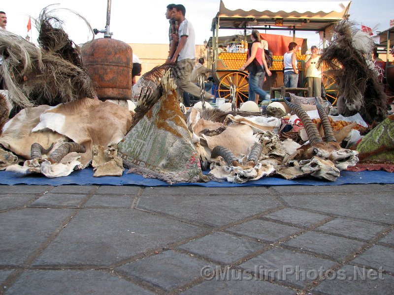 Animals on Jama el Fna