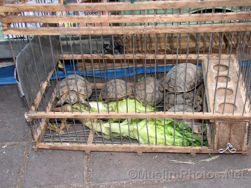 Turtles on Jama el Fna